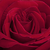Roșu - Trandafir teahibrid - Ingrid Bergman™